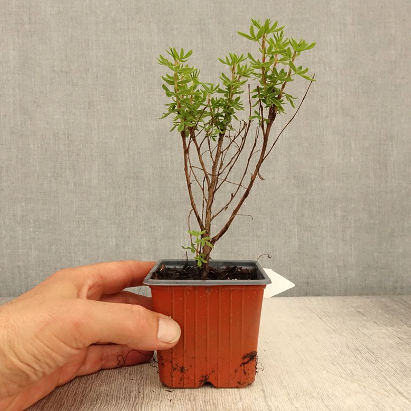 Potentilla fruticosa Mango Tango- Potentille arbustive - Godet de 8/9 cm Ejemplar entregado en la primavera