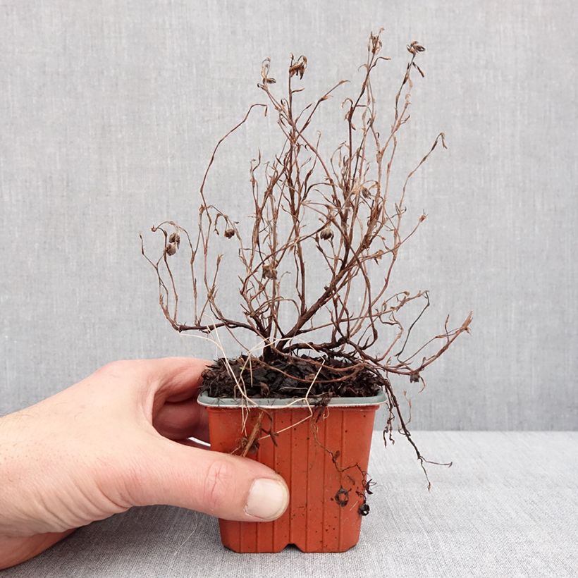 Potentilla fruticosa Marian Red Robin - Potentille arbustive - Godet de 8/9 cm Ejemplar entregado en invierno