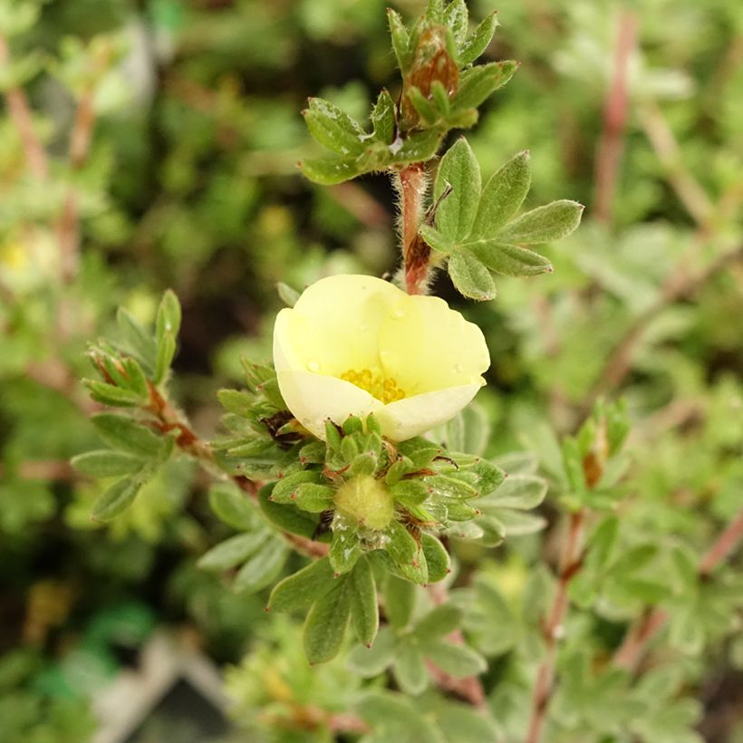 Potentilla fruticosa Primrose Beauty (Floración)