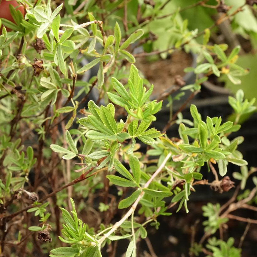 Potentilla fruticosa Princess Pink Queen (Follaje)