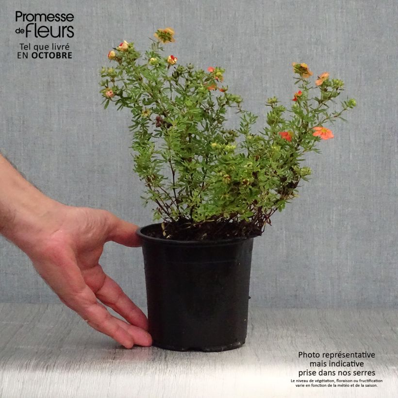 Ejemplar de Potentilla fruticosa Red Ace en pot de 1.3L- Potentille arbustive entregado en otoño