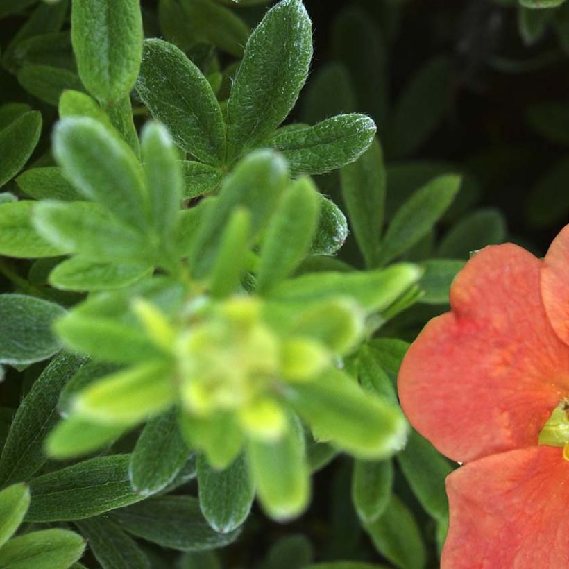 Potentilla fruticosa Red'issima (Follaje)