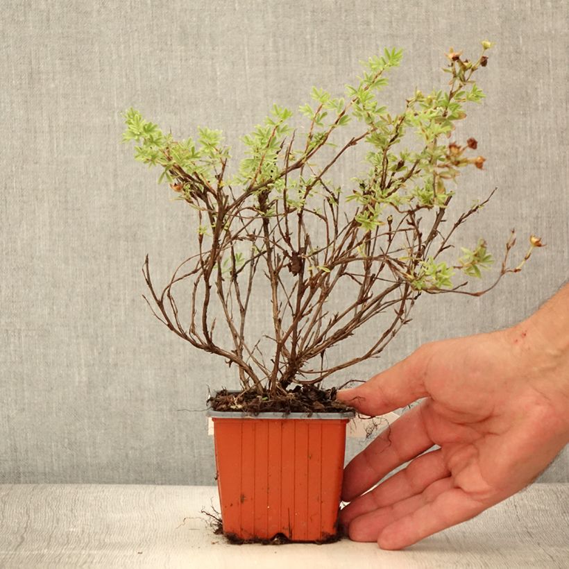 Ejemplar de Potentilla fruticosa Tangerine - Potentille arbustive  - Godet de 8/9 cm entregado en verano