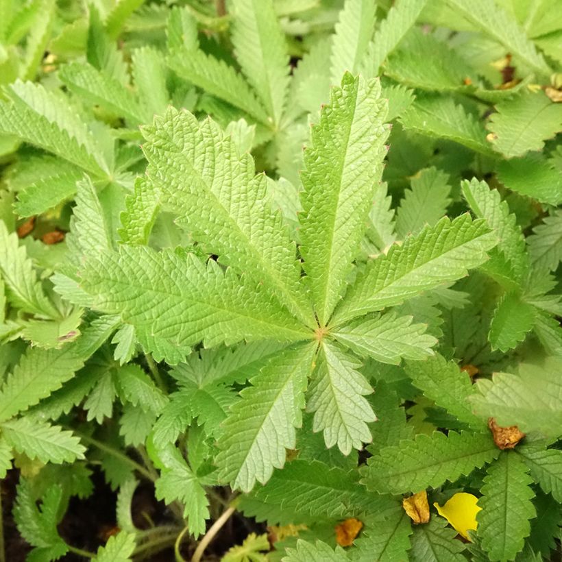 Potentilla recta var. sulphurea (Follaje)