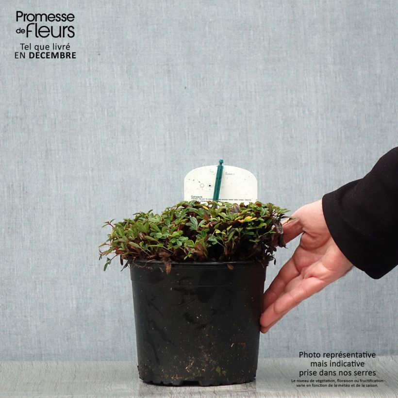 Potentilla tridentata Nuuk - Potentille vivace Pot de 1.5L/2L Ejemplar entregado en invierno