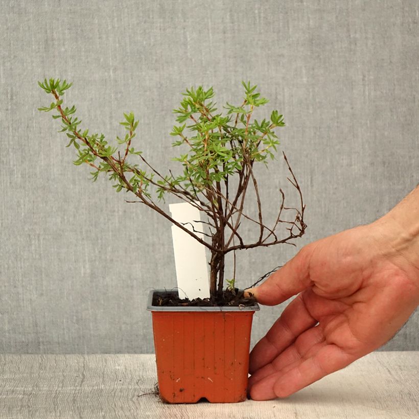 Potentilla fruticosa Bella Apple Maceta de 8/9 cm Ejemplar entregado en la primavera