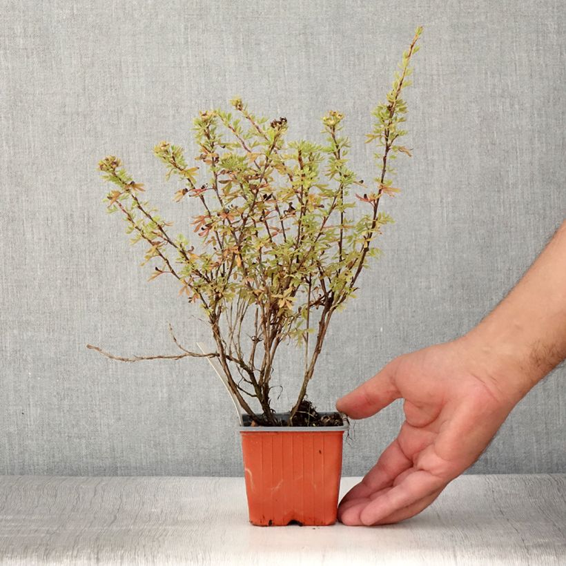 Ejemplar de Potentilla fruticosa Bella Rosa Maceta de 8/9 cm entregado en verano