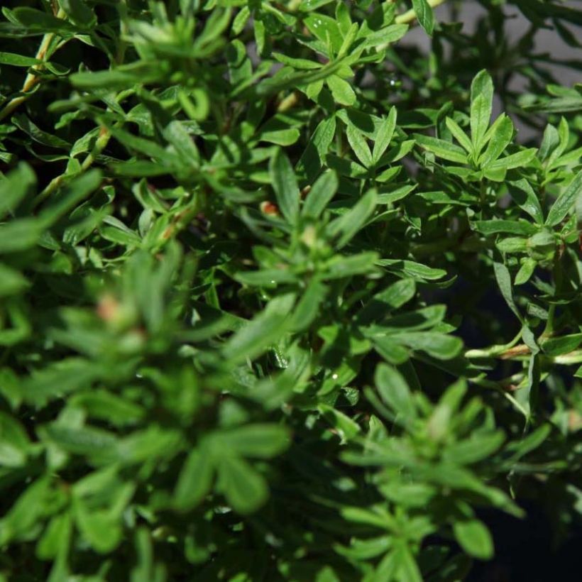 Potentilla fruticosa Bella Sol (Follaje)