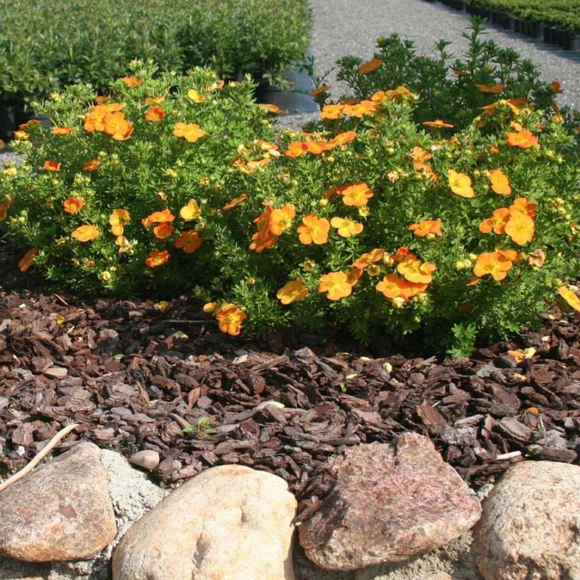 Potentilla fruticosa Bella Sol (Porte)