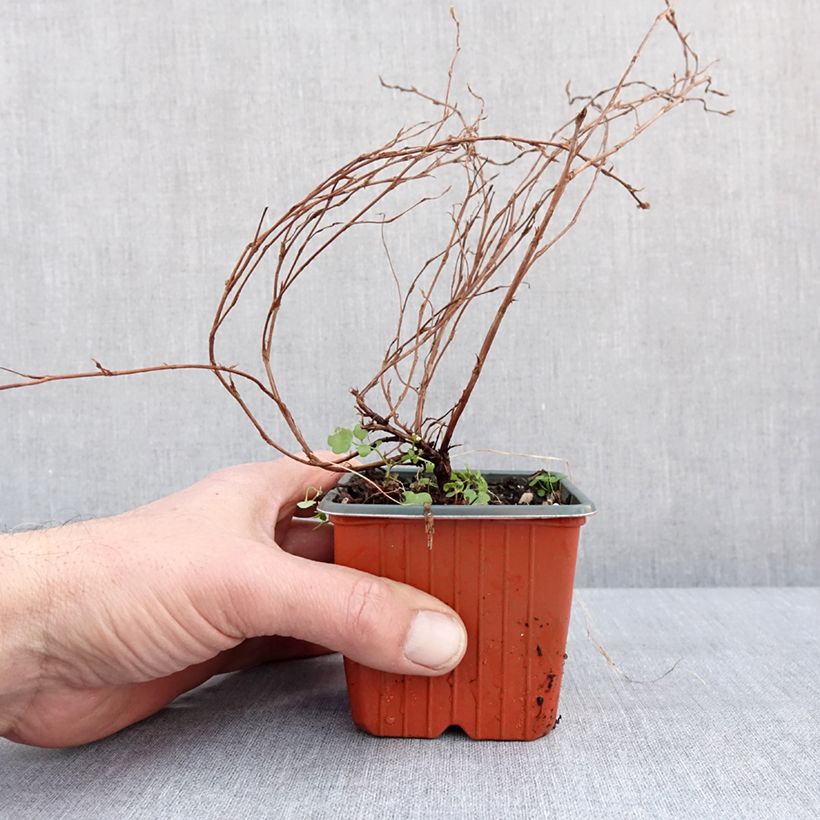 Potentilla fruticosa Hopley's Orange Maceta de 8/9 cm Ejemplar entregado en invierno