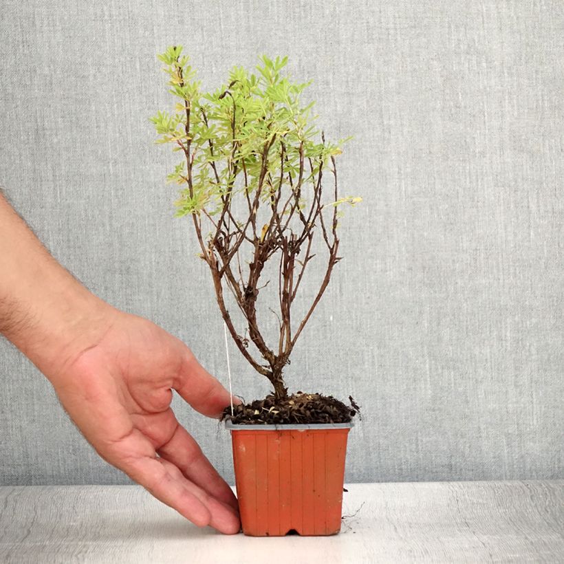 Ejemplar de Potentille arbustive Marmalade - Potentilla fruticosa - Godet de 8/9 cm entregado en verano