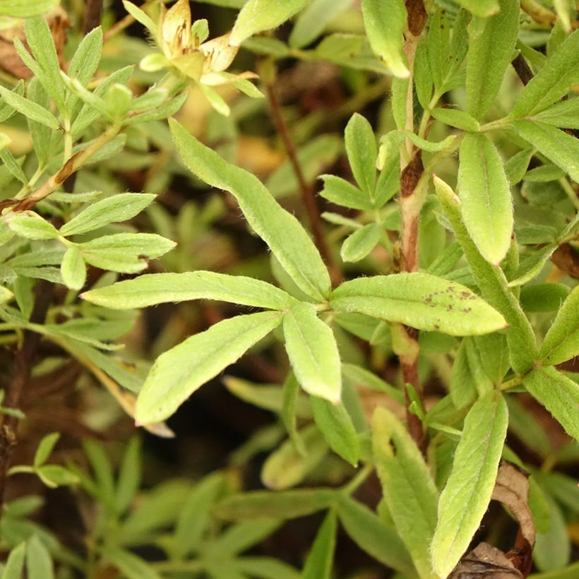 Potentilla fruticosa Creamissima (Follaje)