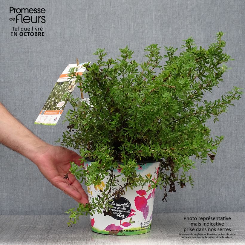 Ejemplar de Potentille arbustive - Potentilla fruticosa Double Punch Cream Pot de 3L/4L entregado en otoño