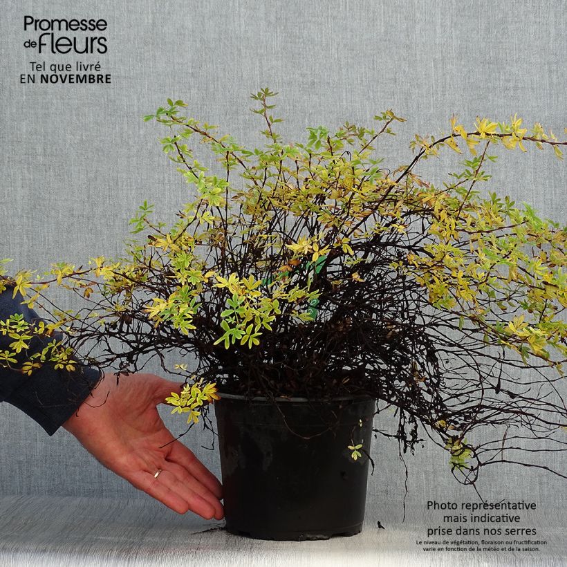 Ejemplar de Potentille arbustive - Potentilla fruticosa Elisabeth en pot de 2L/3L entregado en otoño