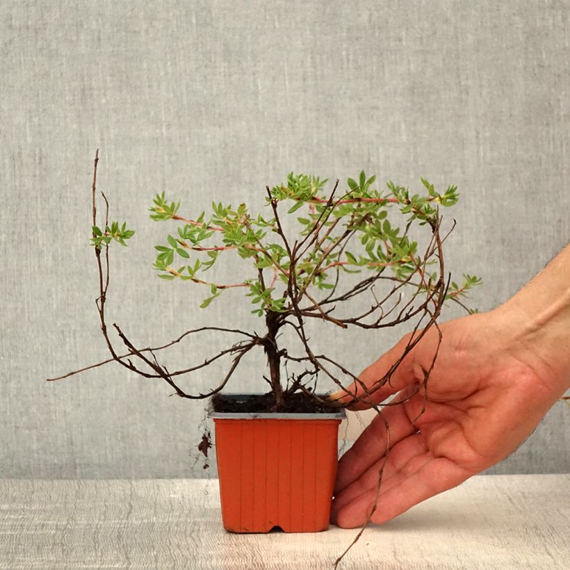 Potentille arbustive - Potentilla fruticosa Elisabeth - Godet de 8/9 cm Ejemplar entregado en la primavera