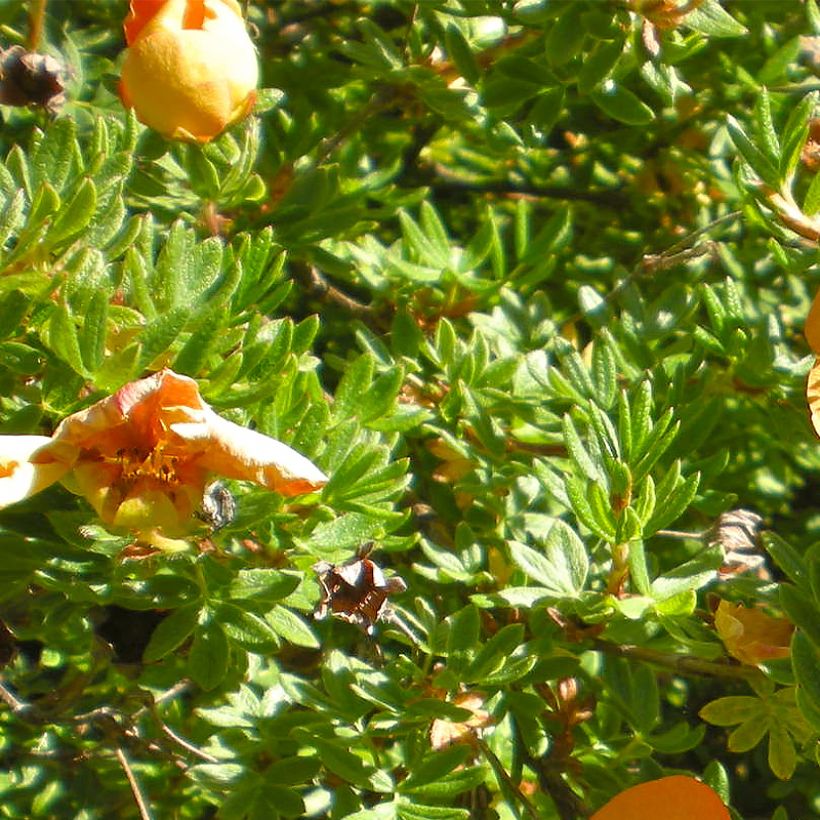 Potentilla fruticosa Solar'issima (Follaje)