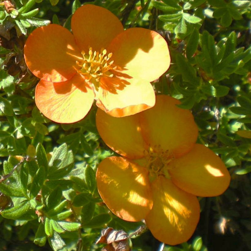 Potentilla fruticosa Solar'issima (Floración)