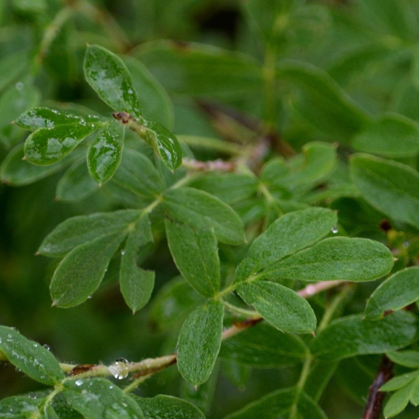 Potentilla fruticosa Abbotswood (Follaje)