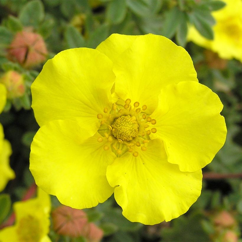 Potentilla fruticosa - Cincoenrama leñoso (Floración)