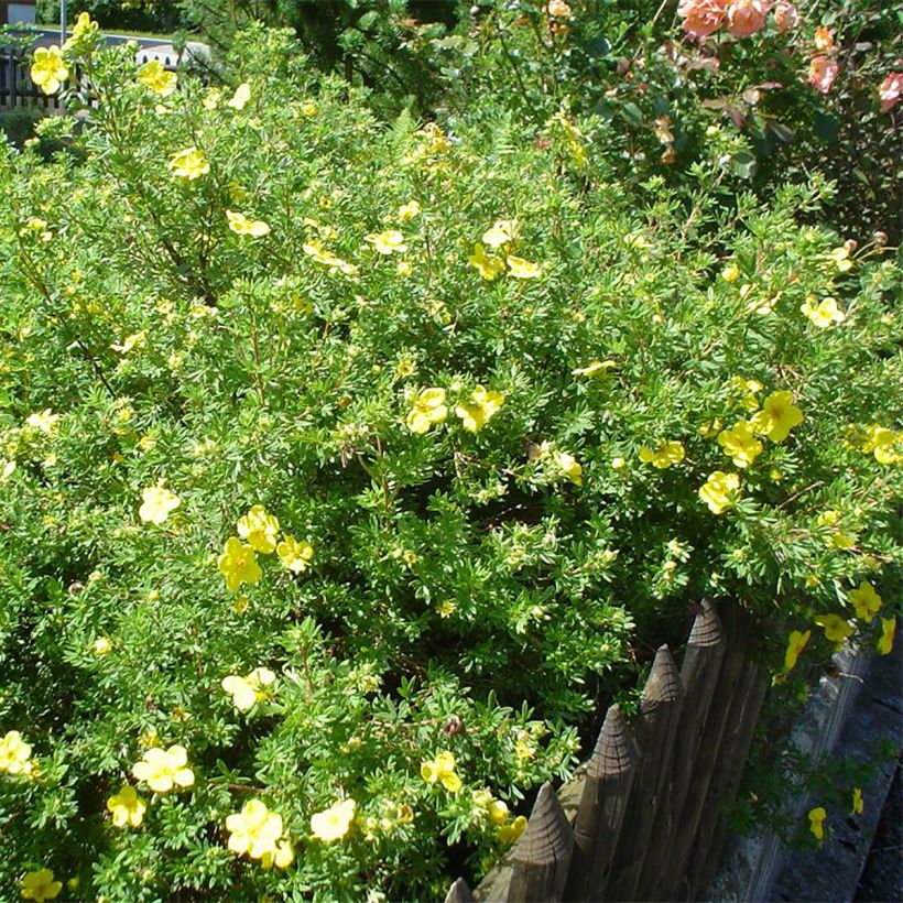 Potentilla fruticosa - Cincoenrama leñoso (Porte)