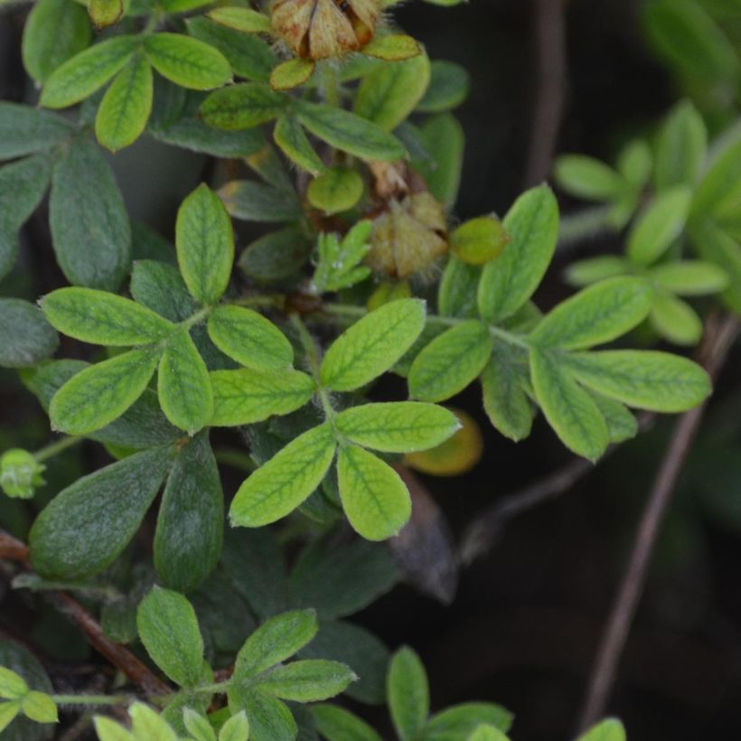 Potentilla fruticosa Primrose Beauty (Follaje)