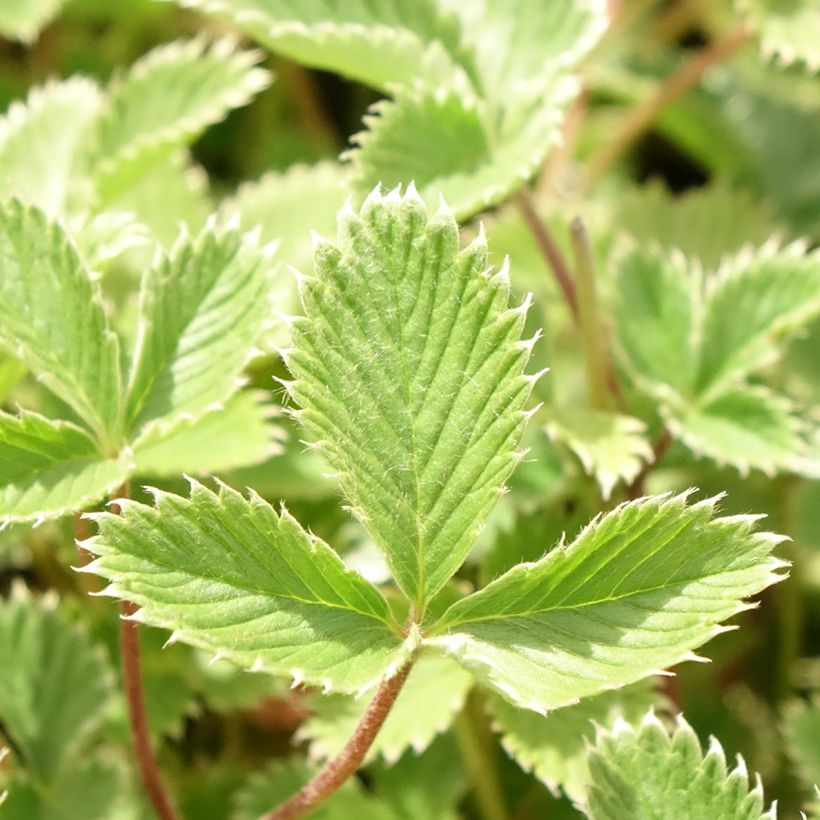 Potentilla atrosanguinea (Follaje)