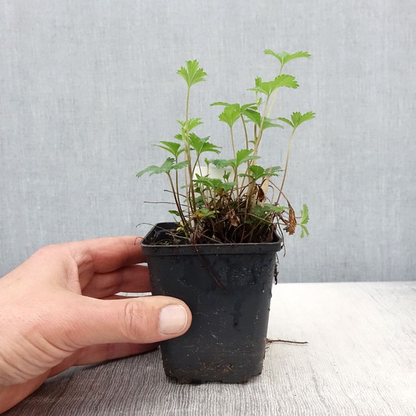 Potentilla tonguei Maceta de 8/9 cm Ejemplar entregado en la primavera