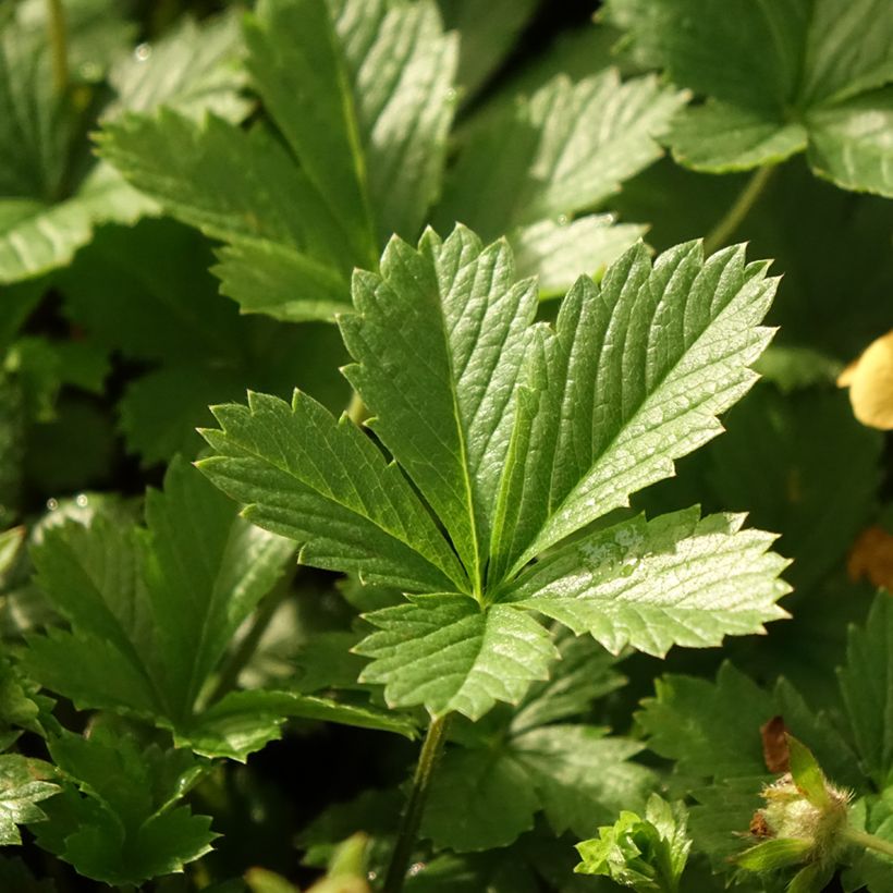 Potentilla tonguei (Follaje)