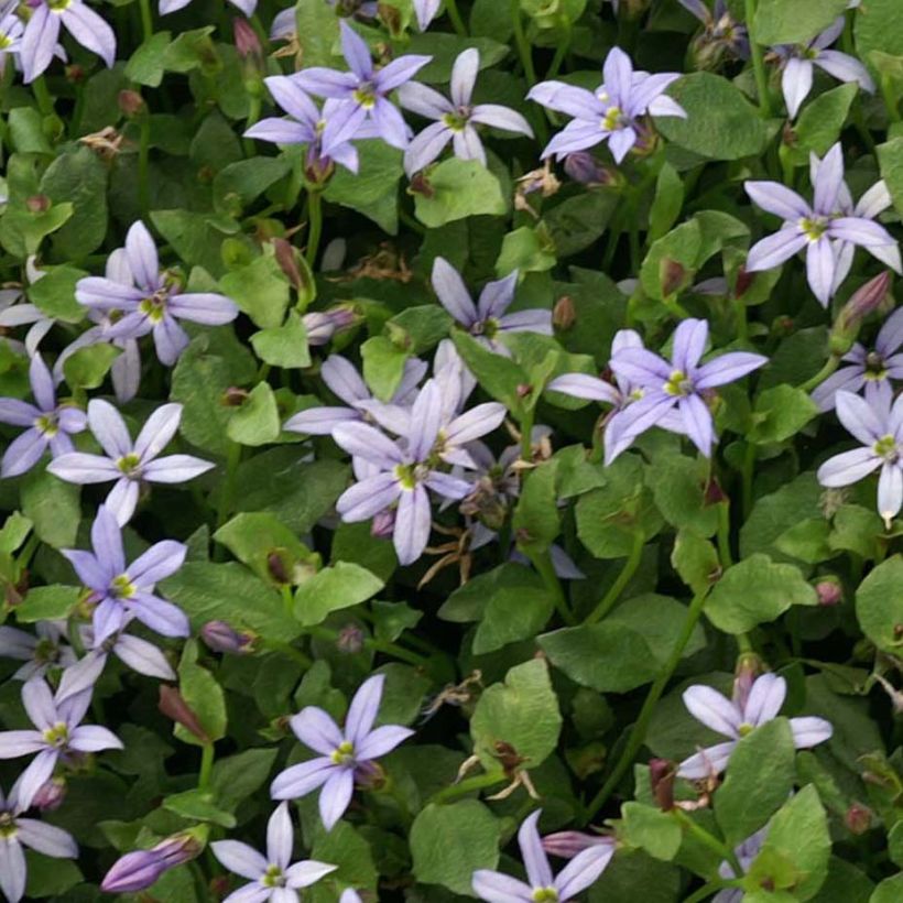 Pratia pedunculata County Park (Follaje)