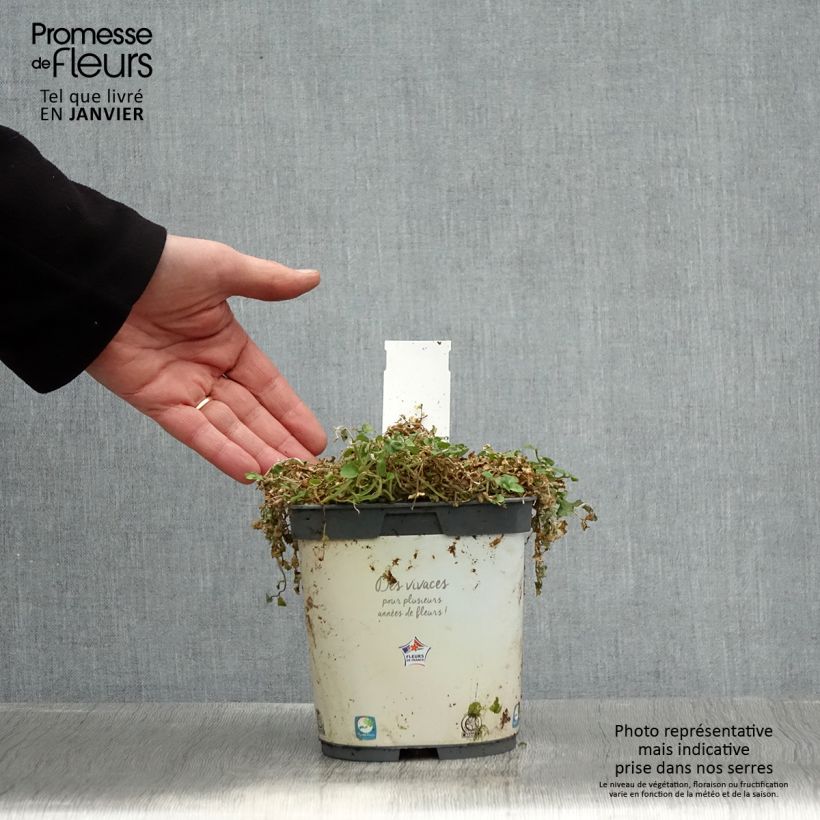 Pratia pedunculata Pot de 2L/3L Ejemplar entregado en invierno