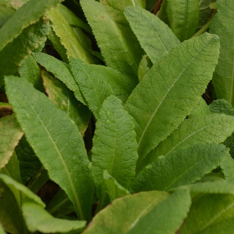 Primula bulleyana (Follaje)