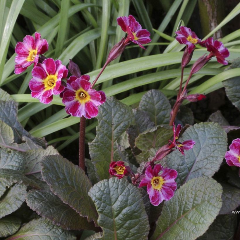 Primula polyanthus Dark Rosaleen (Floración)