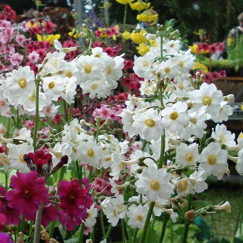 Primula japonica Alba (Floración)