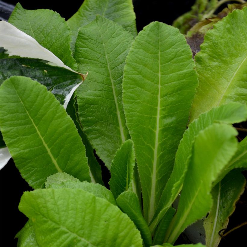 Primula denticulata Alba (Follaje)