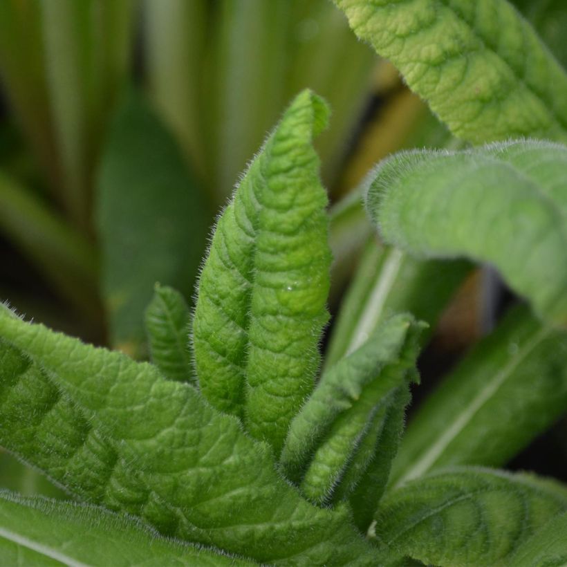 Primula vialii (Follaje)