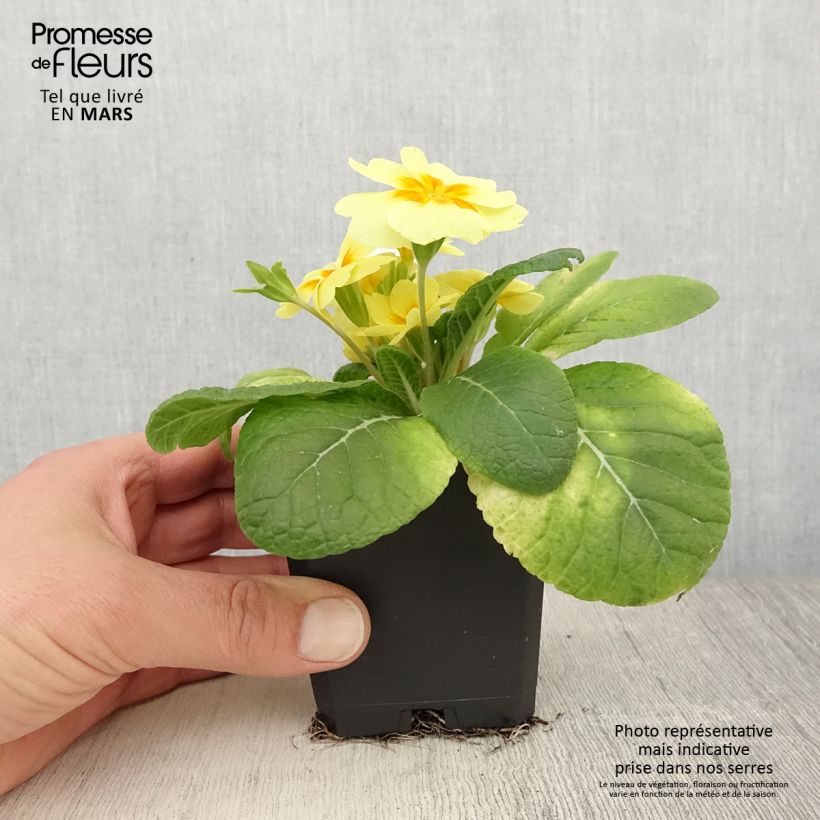 Primevère Rambo F1 Lemon Cream - Primula acaulis - Godet de 8/9 cm Ejemplar entregado en la primavera