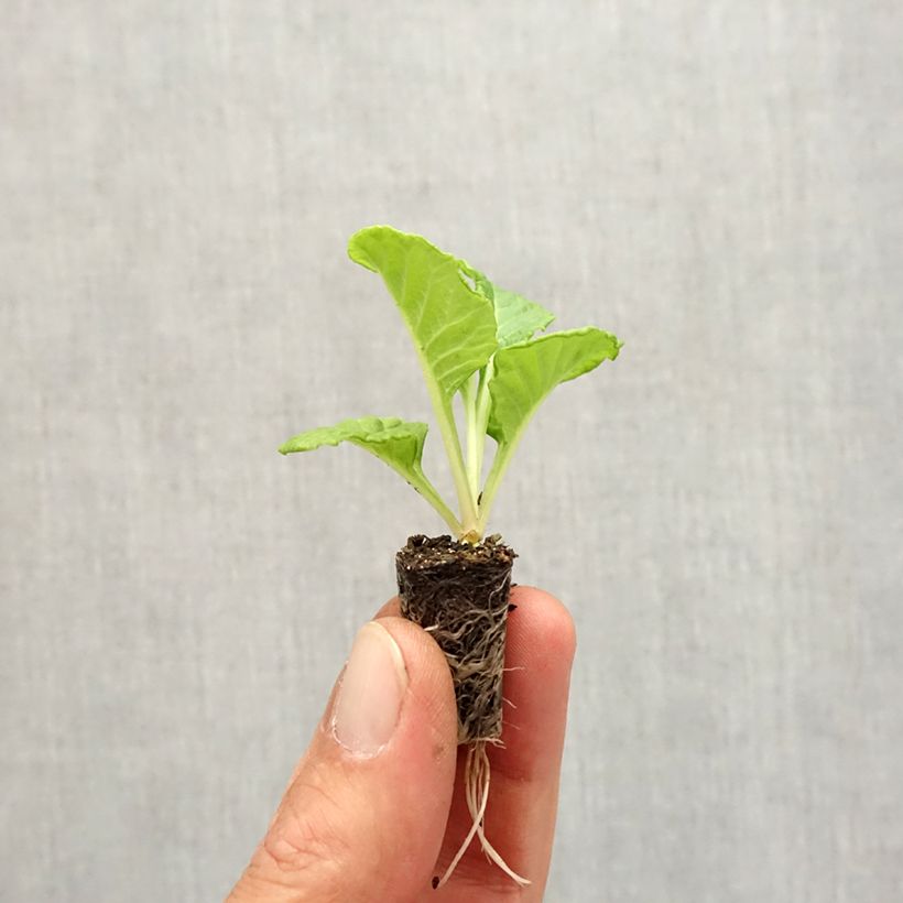 Ejemplar de Primevère Rosebud F1 White - Primula vulgaris - Mini-motte Ø 1,5/2,5 cm entregado en otoño