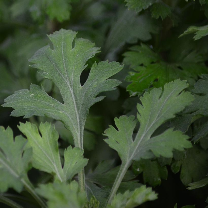 Chrysanthemum rubellum Mary Stoker - Crisantemo (Follaje)