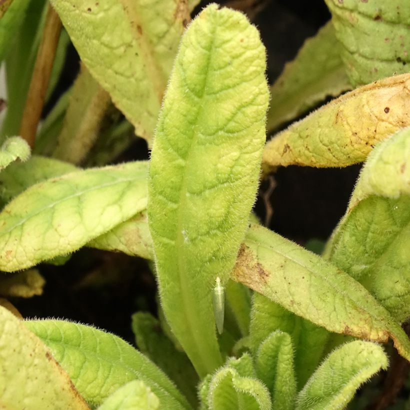 Primula vialii Alison Holland (Follaje)