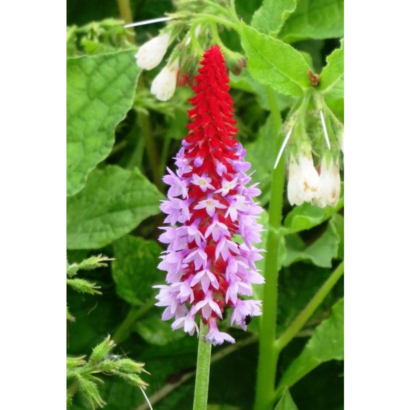 Primula vialii (Floración)