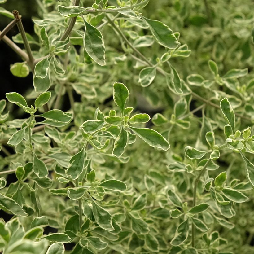 Prostanthera rotundifolia Variegata (Follaje)