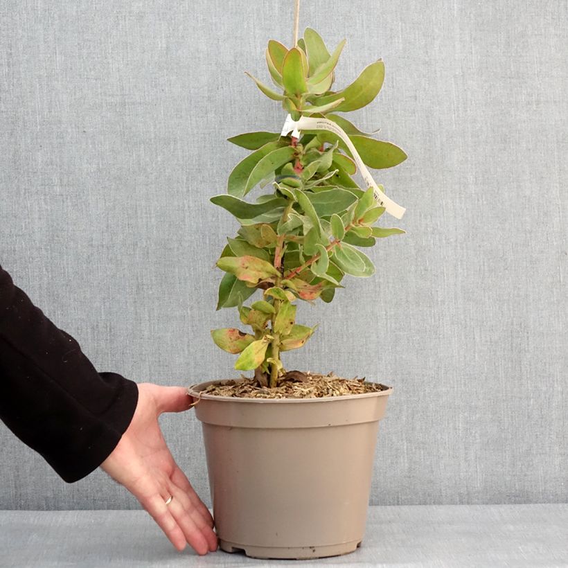 Protea eximia - Protée à feuilles larges Pot de 3L/4L Ejemplar entregado en invierno