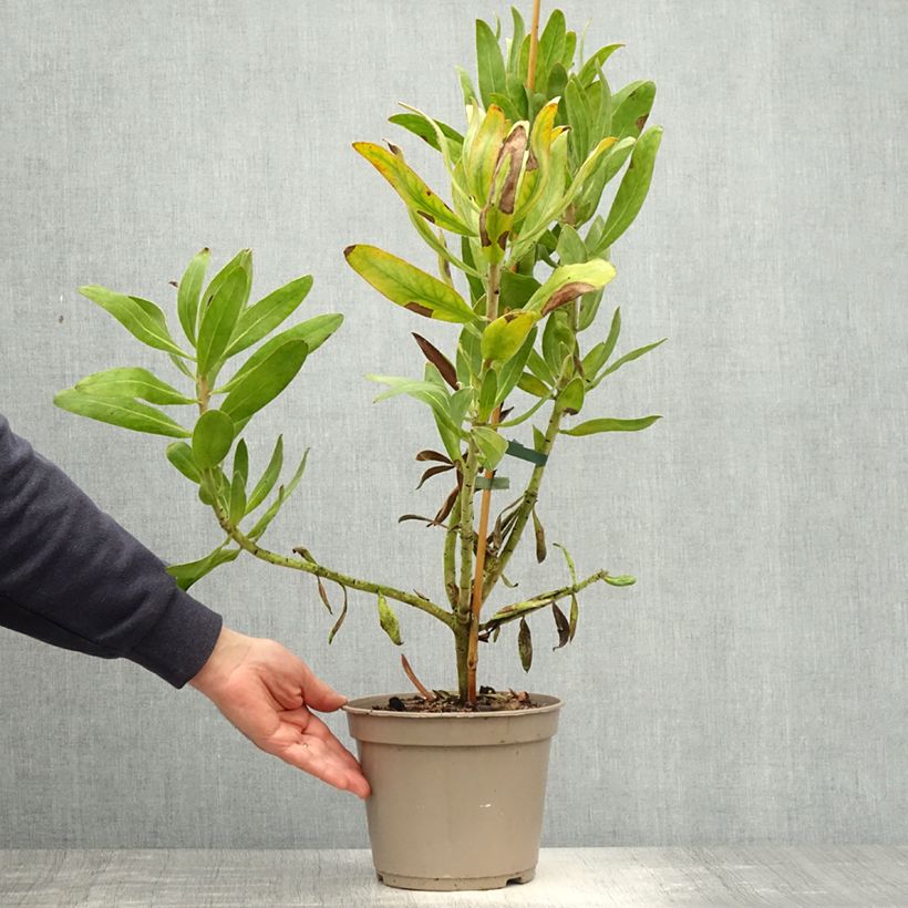 Protea Susara - Protée hybride Pot de 4L/5L Ejemplar entregado en la primavera