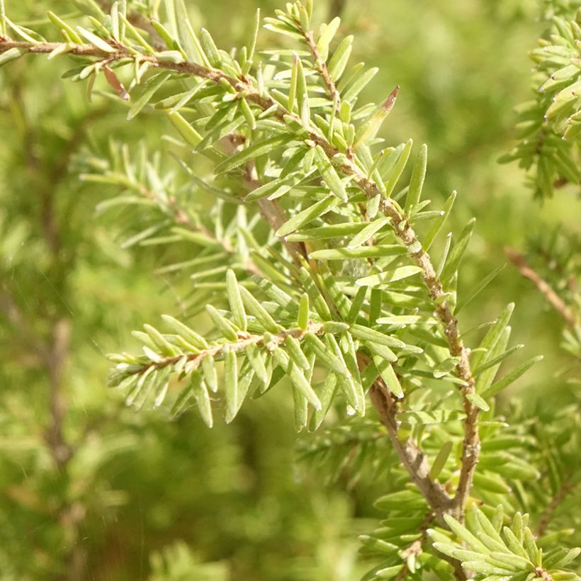 Tsuga heterophylla - Tsuga de Canadá (Follaje)