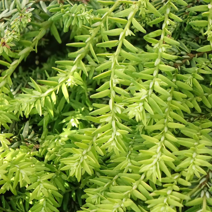 Tsuga canadensis Nana - Falso abeto del Canadá (Follaje)