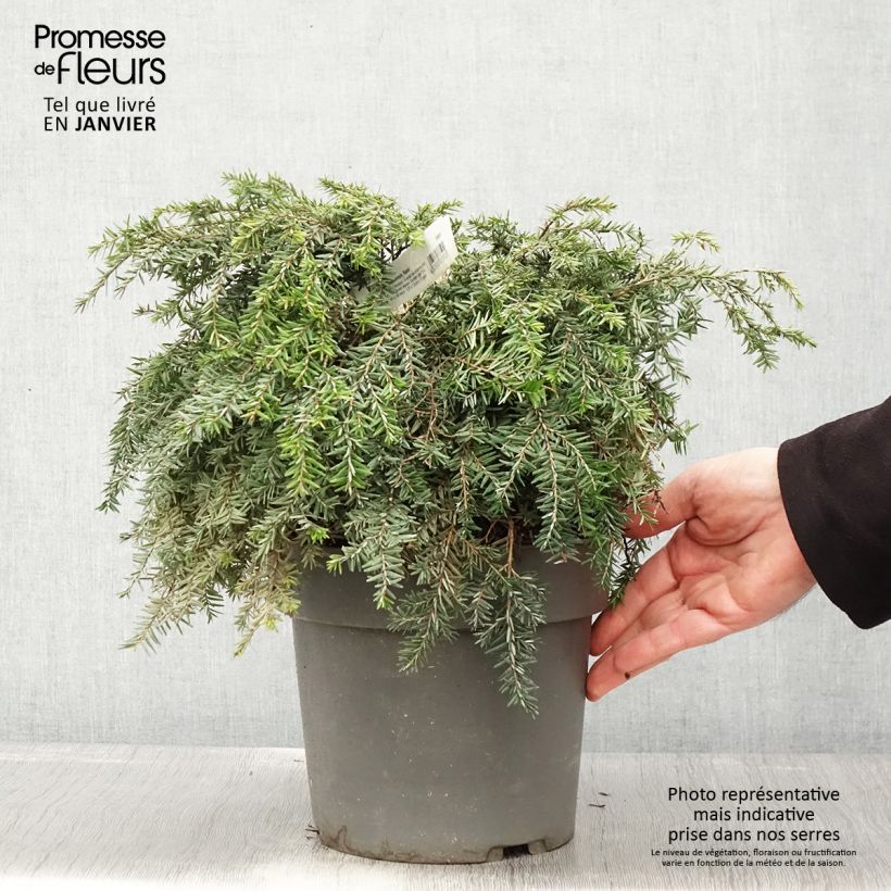 Pruche du Canada - Tsuga canadensis Nana - Pot de 4L/5L Ejemplar entregado en invierno