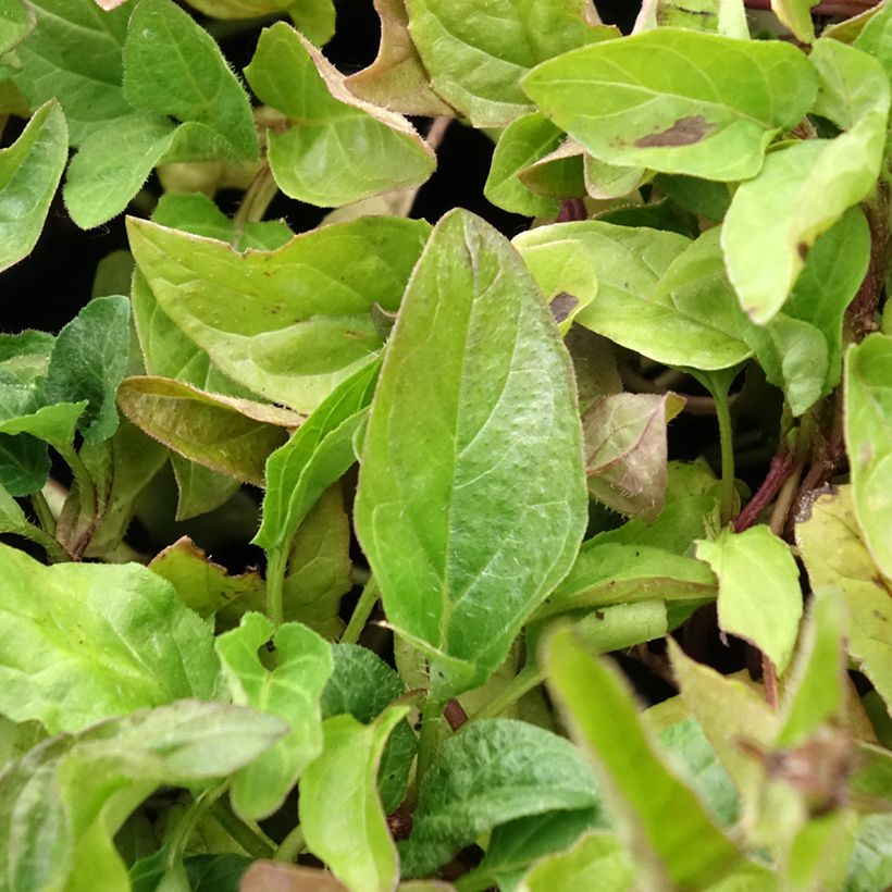 Prunella vulgaris - Consuelda menor (Follaje)