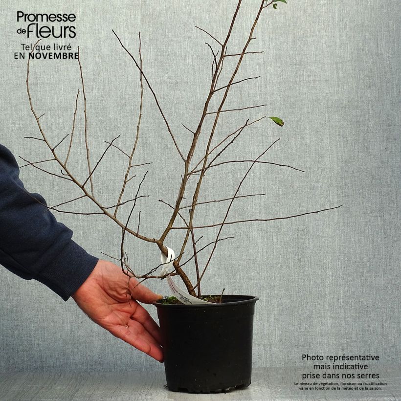 Ejemplar de Prunellier - Prunus spinosa en pot de 2L. entregado en otoño