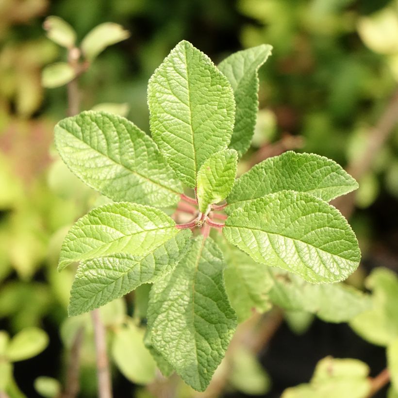 Endrino - Prunus spinosa (Follaje)