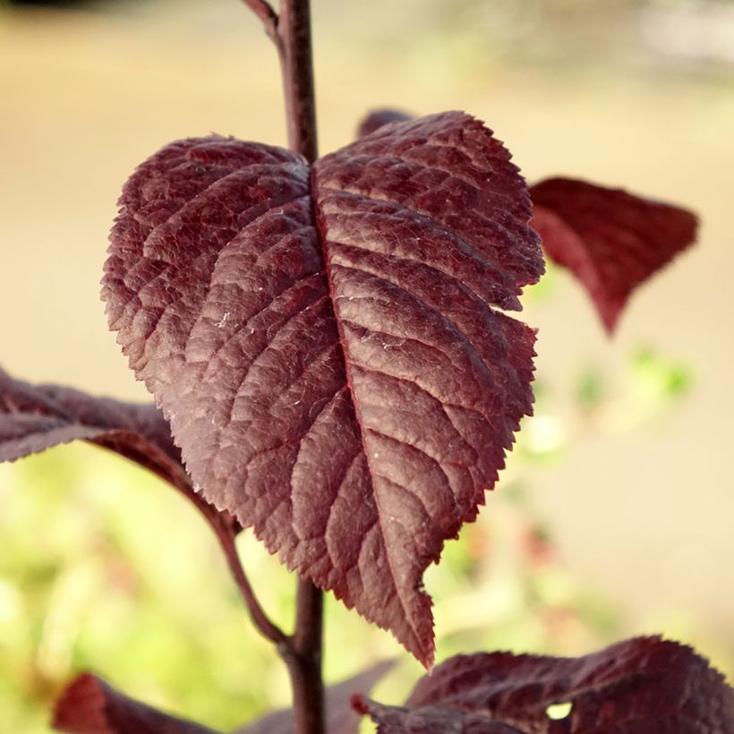 Prunus cerasifera Nigra - Ciruelo de jardín (Follaje)